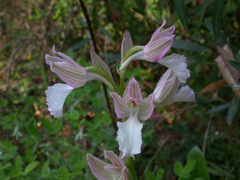 Flora corsa